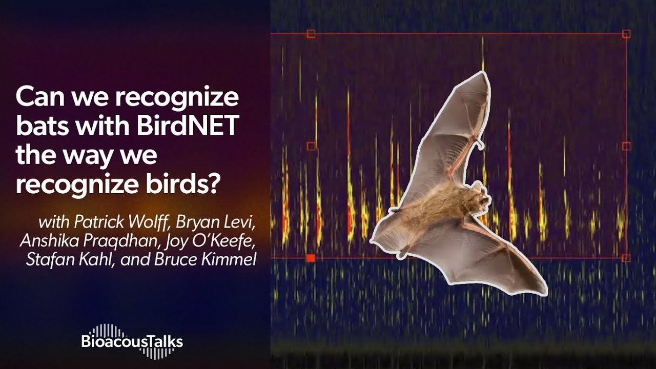 BioacousTalks: BirdNET for Bats?