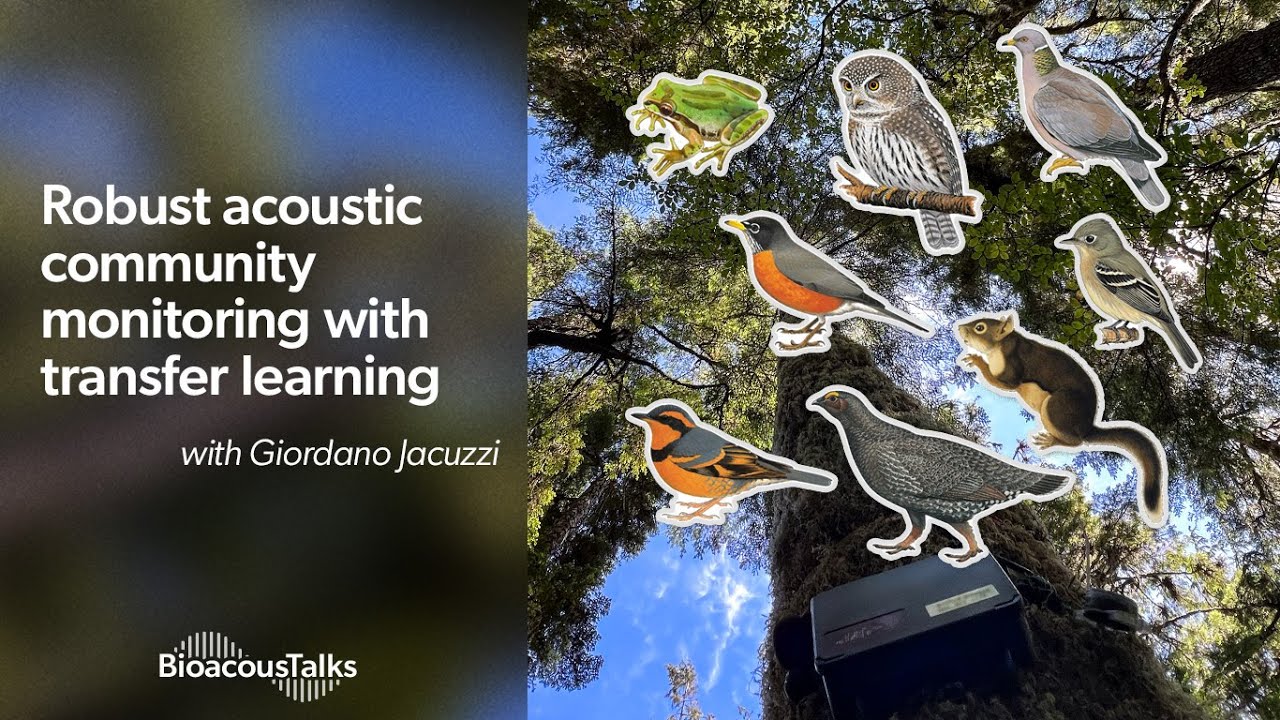 BioacousTalks: Robust Acoustic Community Monitoring with BirdNET